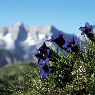 Austrian mountain  flowers